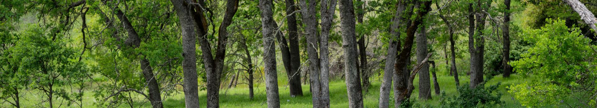 CERT Header